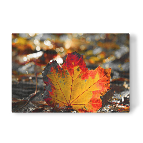 Leinwandbild "Ahornblatt" artboxONE - Natur,Floral - Ahornblatt,Blatt,Colorkey,Herbst,Autumn,Nature,Natur,Leaf,Leaves,Blätter,Colorful