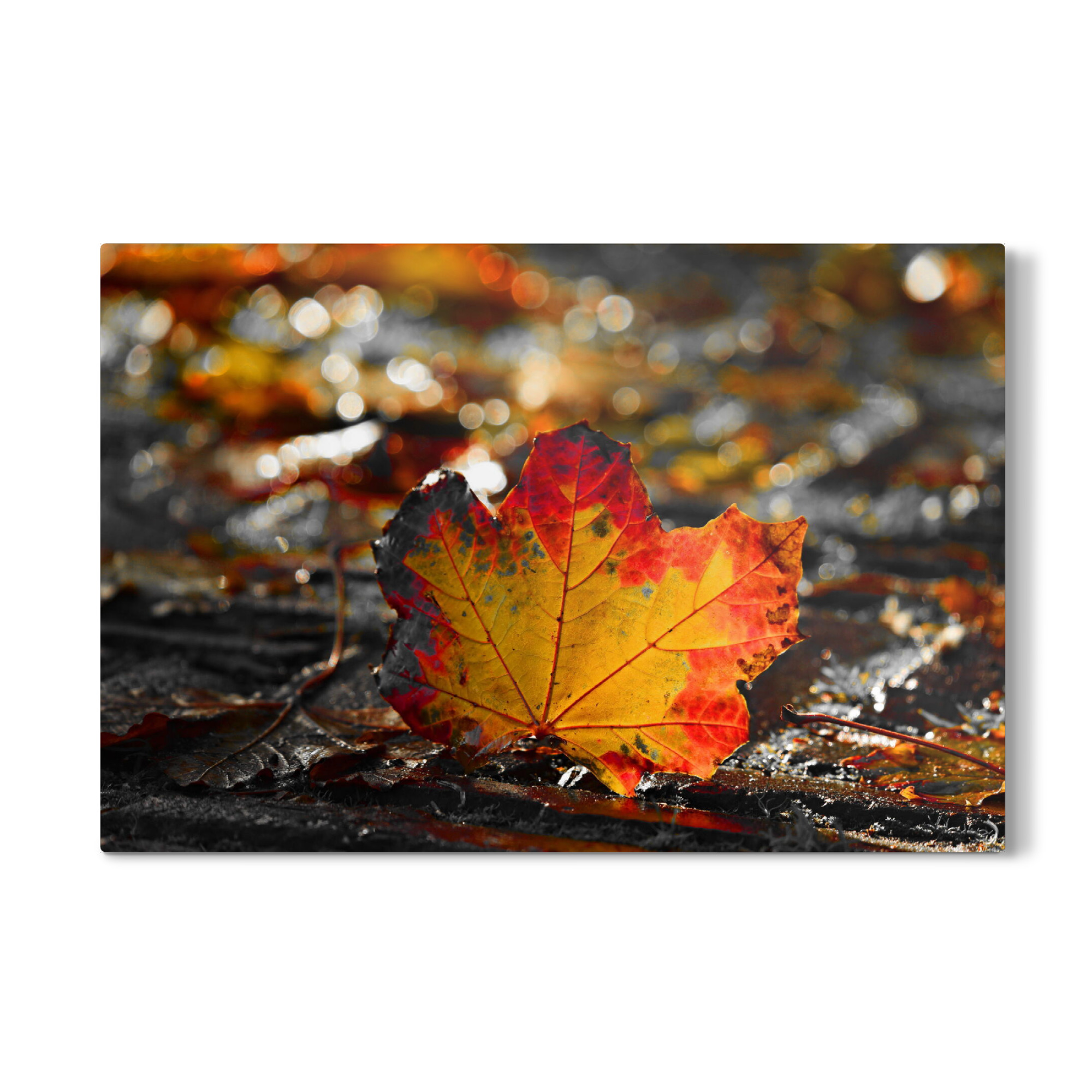 Galerie-Print "Ahornblatt" 75x50 cm artboxONE