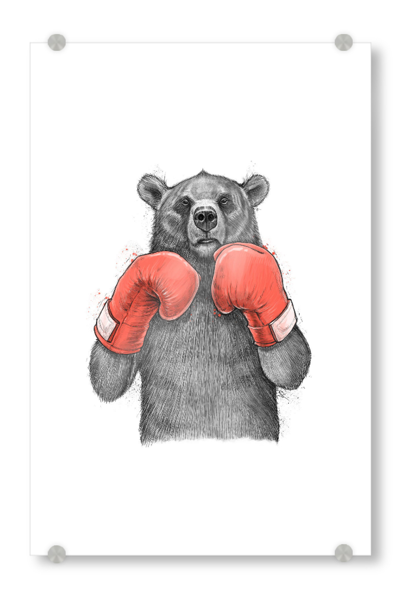 Acrylglasbild "Bear Boxer" artboxONE - Tiere,Schwarzweiß,Sport