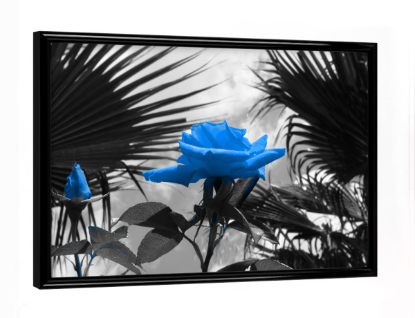 Poster mit schwarzem Rahmen "Ferien Rose blau ck" artboxONE - Natur,Floral,Abstrakt