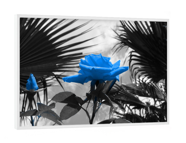 Poster mit weißem Rahmen "Ferien Rose blau ck" artboxONE - Natur,Floral,Abstrakt