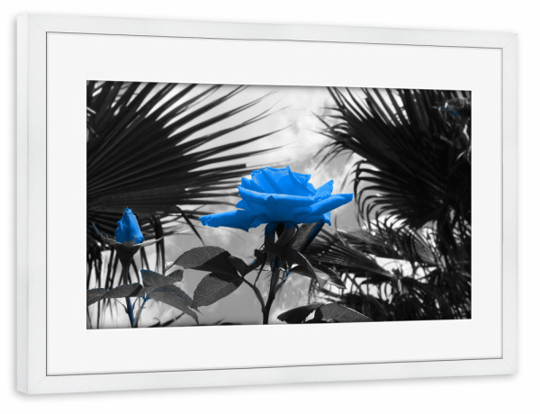 Poster mit Rahmen weiß "Ferien Rose blau ck" artboxONE - Natur,Floral,Abstrakt