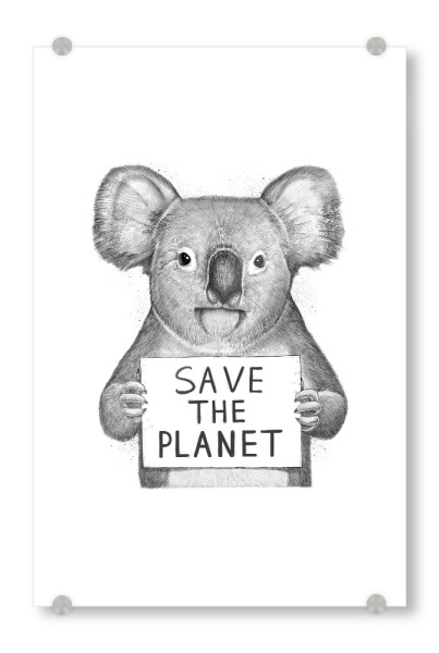 Acrylglasbild "Koala save the planet" artboxONE - Natur,Tiere,Schwarzweiß