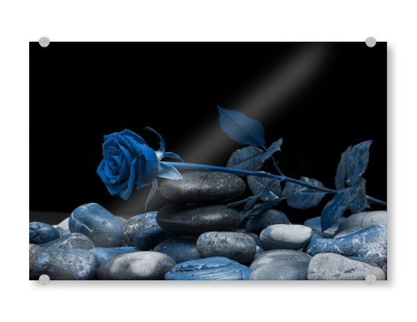 Acrylglasbild "Rose klassik blau" artboxONE - Natur,Floral,Abstrakt