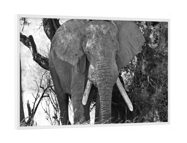 Poster mit weißem Rahmen "Alter Elefanten Bulle" artboxONE - Natur,Tiere,Schwarzweiß,Reise / Afrika