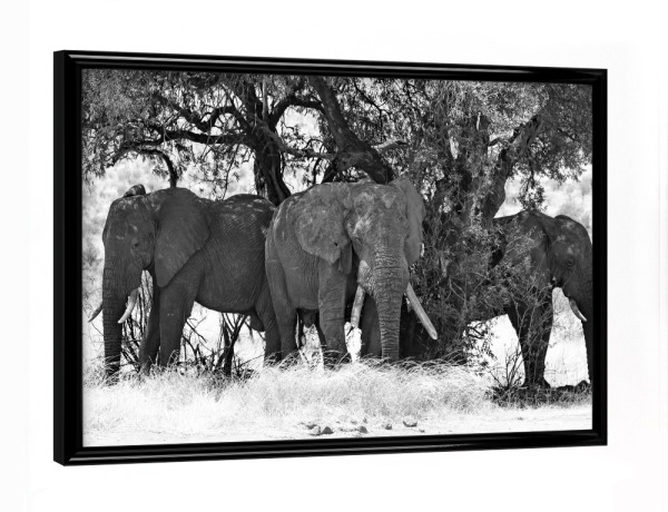 Poster mit schwarzem Rahmen "Elefanten Mittagspause" artboxONE - Natur,Tiere,Schwarzweiß,Reise / Afrika