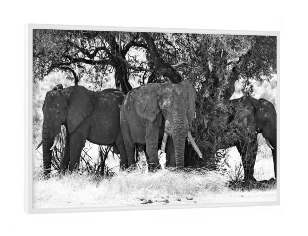 Poster mit weißem Rahmen "Elefanten Mittagspause" artboxONE - Natur,Tiere,Schwarzweiß,Reise / Afrika