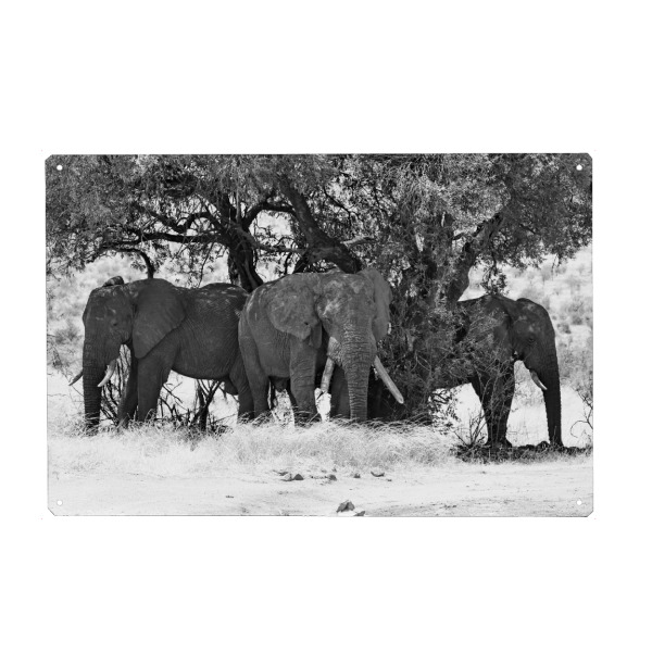 Holzbild "Elefanten Mittagspause" artboxONE - Natur,Tiere,Schwarzweiß,Reise / Afrika