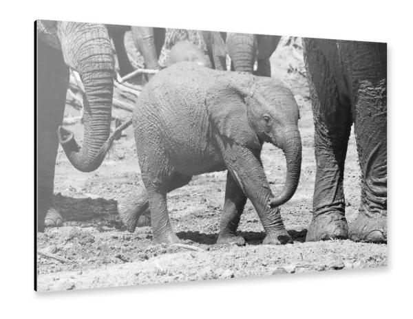 Alu-Dibond "Elefanten Baby im Trott" 30x20 cm artboxONE
