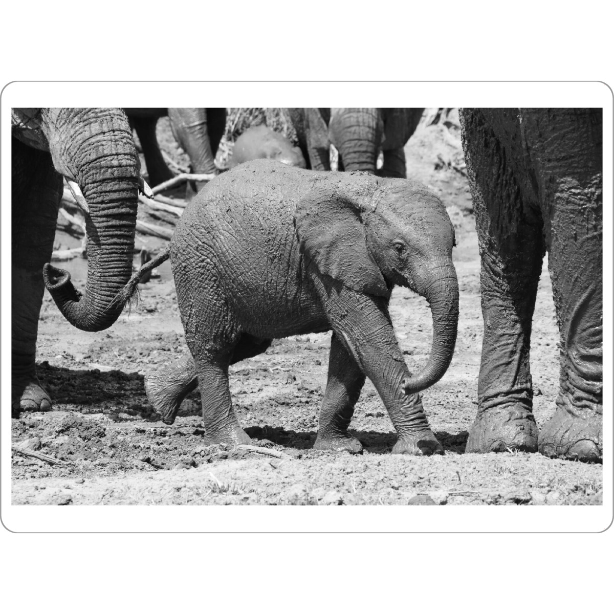 Tischset "Elefanten Baby im Trott" artboxONE - Natur,Tiere,Schwarzweiß,Reise / Afrika