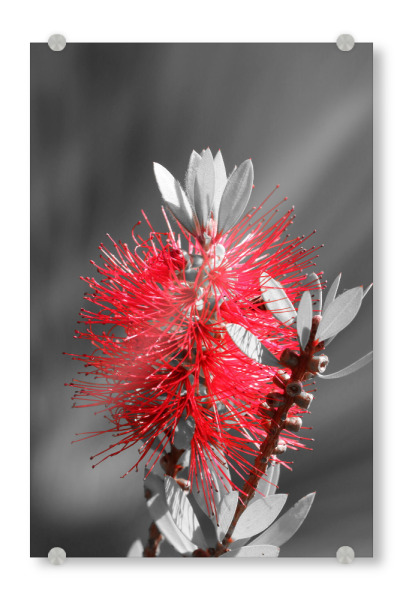 Acrylglasbild "Flaschenbaumblüte ck rot" artboxONE - Natur,Floral,Abstrakt