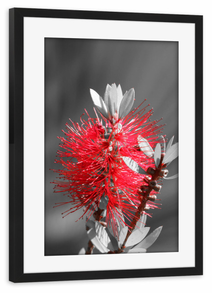 Poster mit Rahmen schwarz "Flaschenbaumblüte ck rot" artboxONE - Natur,Floral,Abstrakt