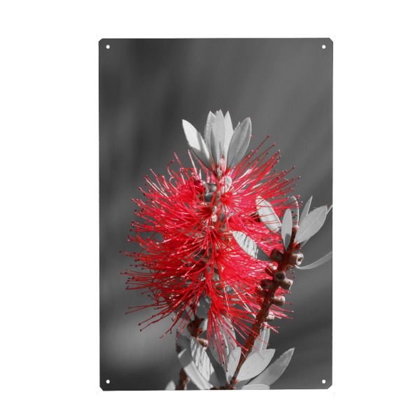 Metall Poster "Flaschenbaumblüte ck rot" artboxONE - Natur,Floral,Abstrakt