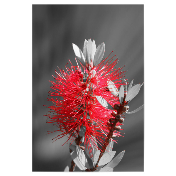 Poster "Flaschenbaumblüte ck rot" artboxONE - Natur,Floral,Abstrakt - Flaschenbaum,Blüte,Colorkey,Pflanze,Blume,Flower,Floral,Nature,Natur,Plant