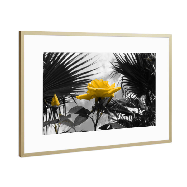 Poster mit Rahmen Gold "Ferien Rose gelb ck" artboxONE - Natur,Floral
