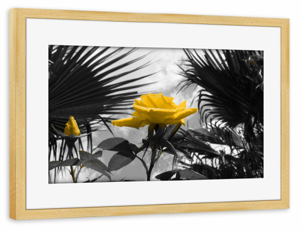 Poster mit Rahmen kiefer "Ferien Rose gelb ck" artboxONE - Natur,Floral