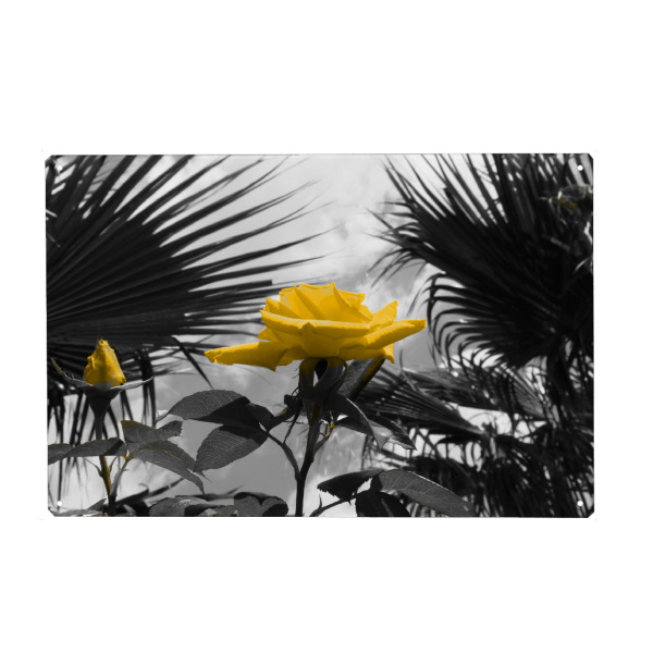 Metall Poster "Ferien Rose gelb ck" artboxONE - Natur,Floral - Ferien,Rose,Colorkey,Palmen,Liebe,Love,Floral,Blumen,Rosen,Flowers,Nature,Natur