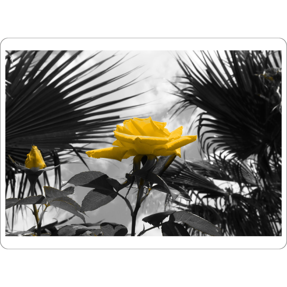 Tischset "Ferien Rose gelb ck" artboxONE - Natur,Floral - Ferien,Rose,Colorkey,Palmen,Liebe,Love,Floral,Blumen,Rosen,Flowers,Nature,Natur