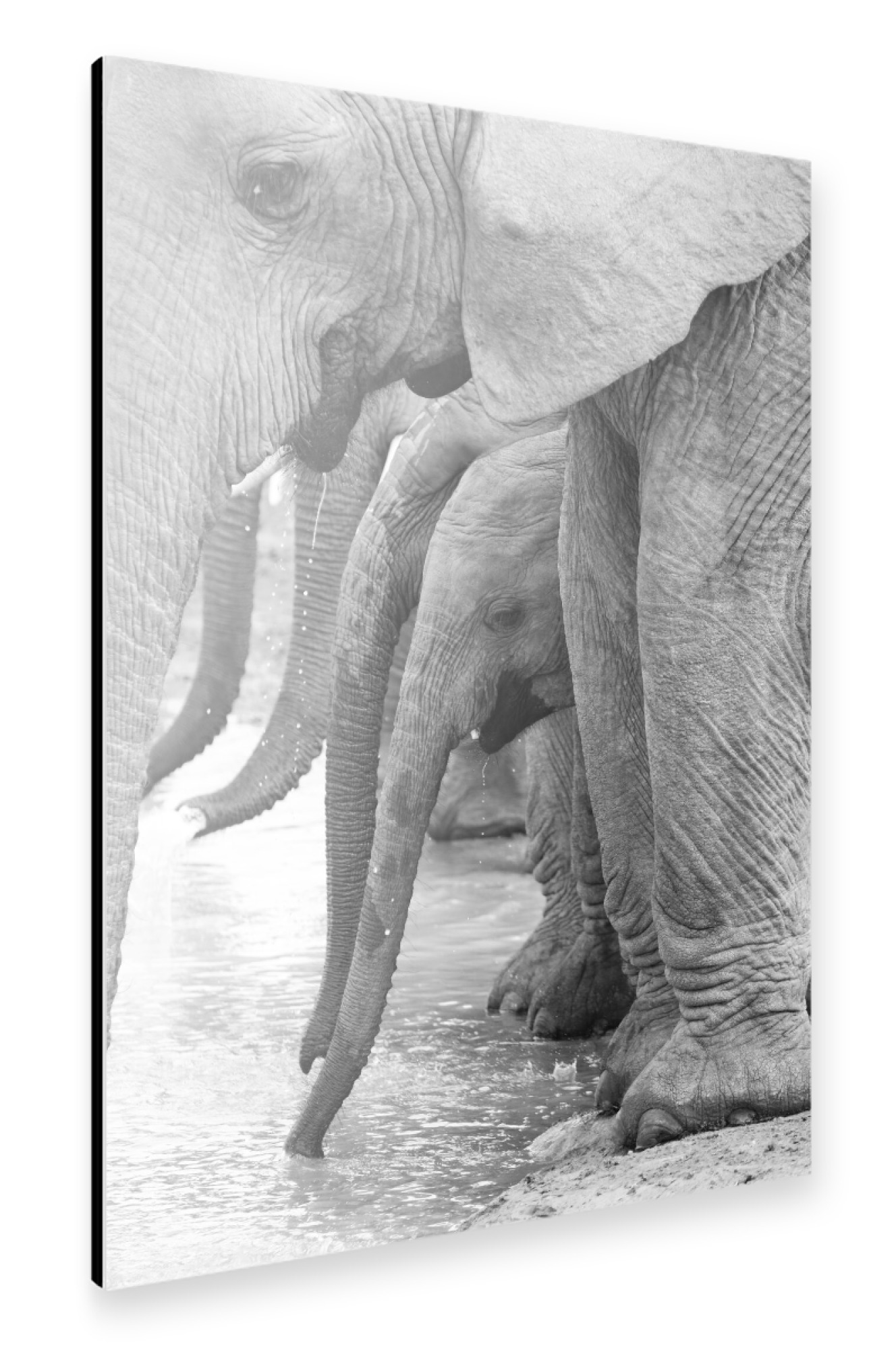 Alu-Dibond "Elefanten trinken" 30x20 cm artboxONE