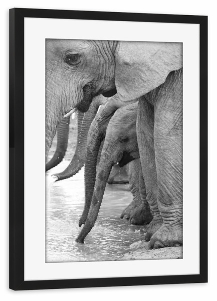 Poster mit Rahmen schwarz "Elefanten trinken" artboxONE - Natur,Tiere,Schwarzweiß,Reise / Afrika