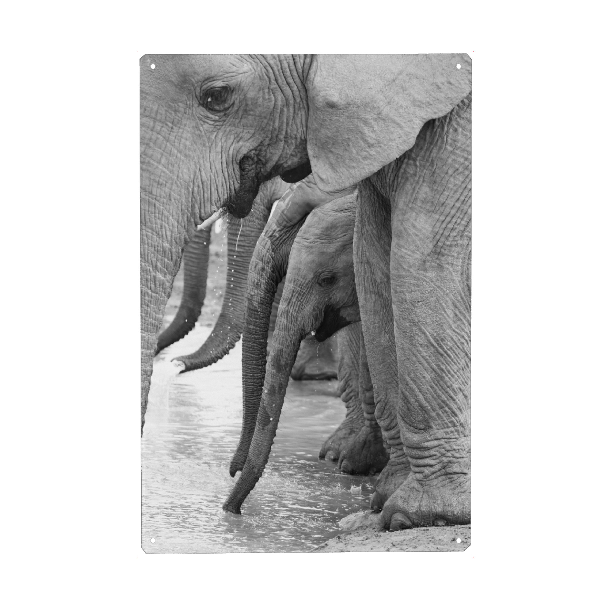 Metall Poster "Elefanten trinken" artboxONE - Natur,Tiere,Schwarzweiß,Reise / Afrika