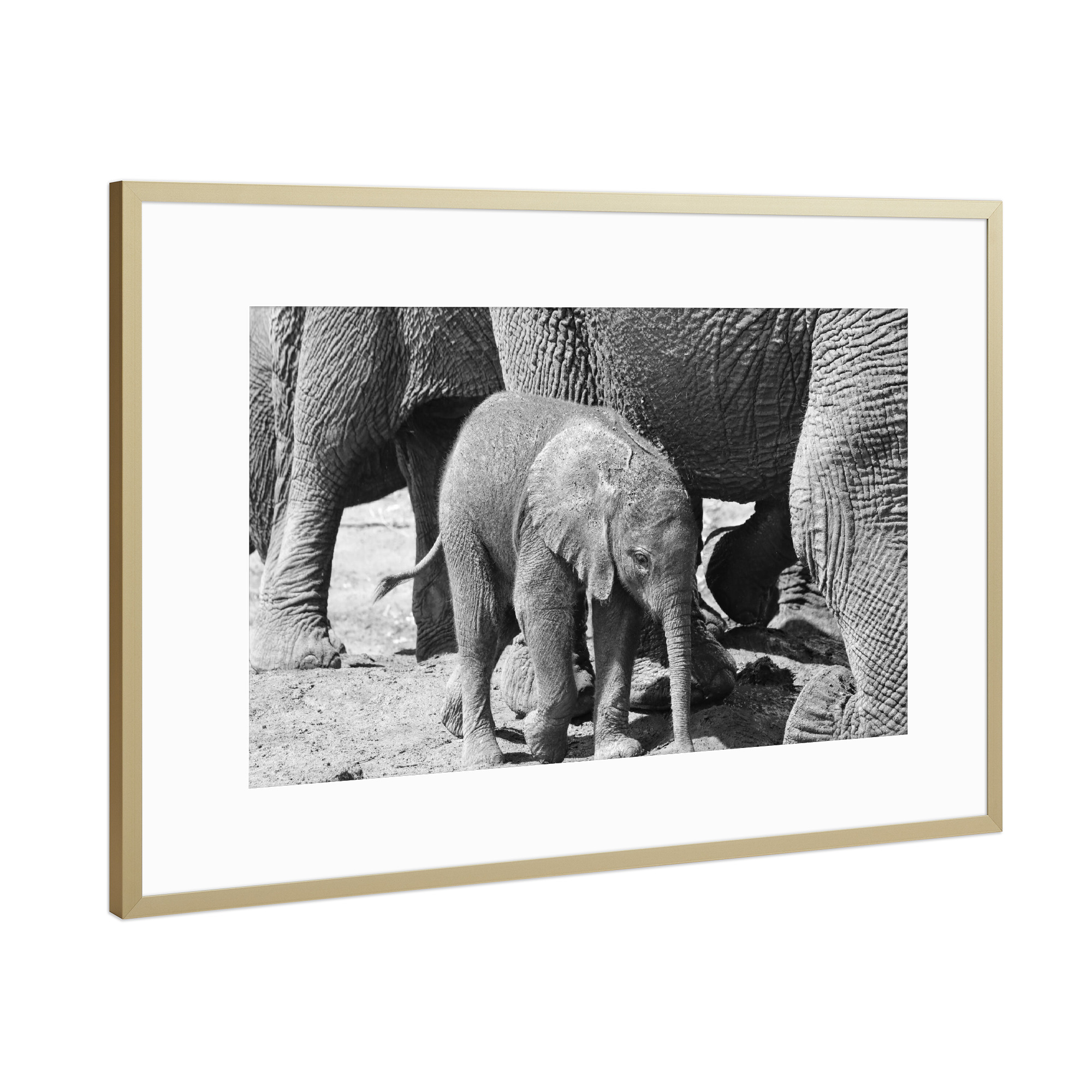 Poster mit Rahmen Gold "Eng bei Mama" artboxONE - Natur,Tiere,Schwarzweiß,Reise / Afrika