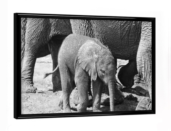 Poster mit schwarzem Rahmen "Eng bei Mama" artboxONE - Natur,Tiere,Schwarzweiß,Reise / Afrika