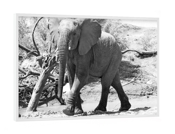 Poster mit weißem Rahmen "Junger Elefantenbulle eilt herbei" artboxONE - Natur,Tiere,Schwarzweiß,Reise / Afrika