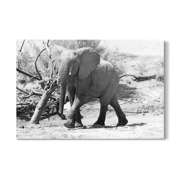 Galerie-Print "Junger Elefantenbulle eilt herbei" 30x20 cm artboxONE