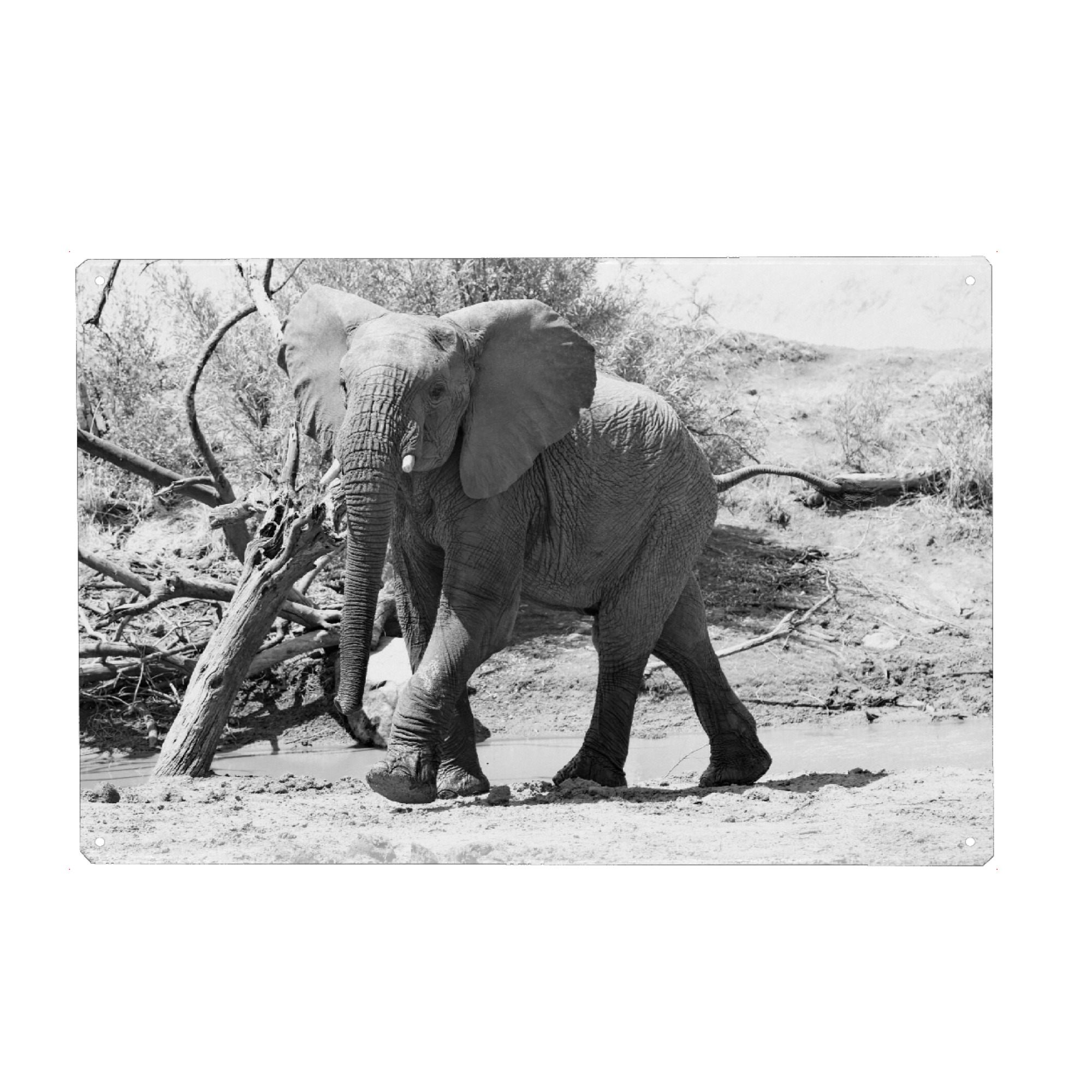 Holzbild "Junger Elefantenbulle eilt herbei" artboxONE - Natur,Tiere,Schwarzweiß,Reise / Afrika