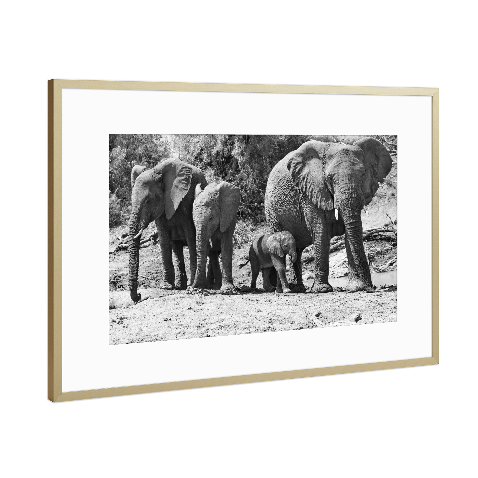 Poster mit Rahmen Gold "Vier Elefanten" artboxONE - Natur,Schwarzweiß,Reise / Afrika