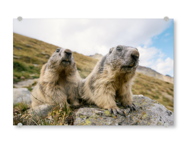 Acrylglasbild "Two curious marmots" artboxONE - Natur,Tiere