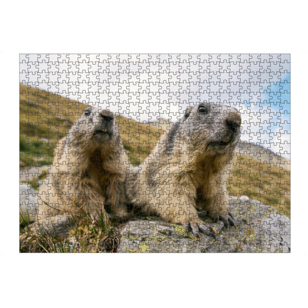 artboxONE Puzzle "Two curious marmots" artboxONE - Natur,Tiere