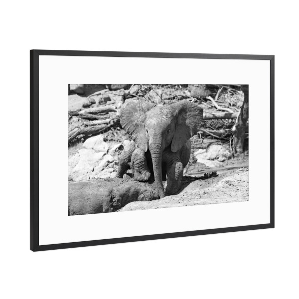 Poster mit Rahmen Schwarz (Metallic) "Elefanten Baby im Schlamm" artboxONE - Natur,Tiere,Schwarzweiß,Reise / Afrika