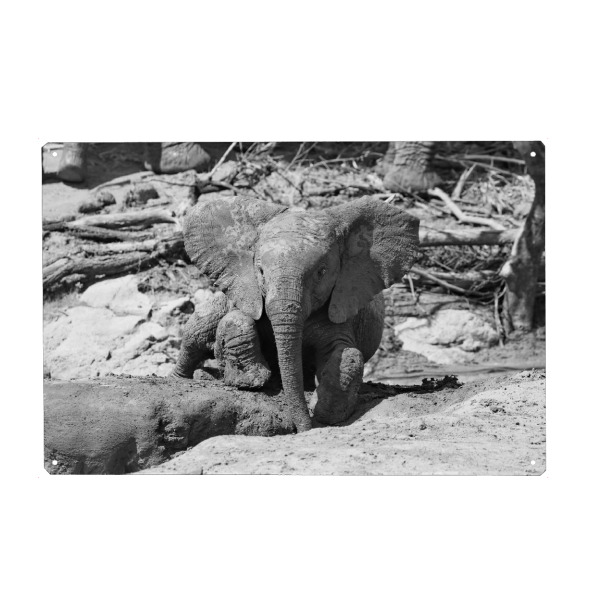 Metall Poster "Elefanten Baby im Schlamm" artboxONE - Natur,Tiere,Schwarzweiß,Reise / Afrika
