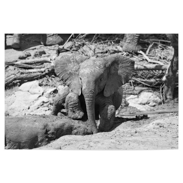 Poster 30x20 cm "Elefanten Baby im Schlamm" artboxONE - Natur,Tiere,Schwarzweiß,Reise / Afrika