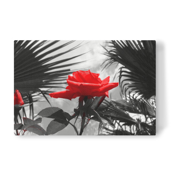 Leinwandbild "Ferien Rose rot ck" artboxONE - Natur,Floral,Abstrakt
