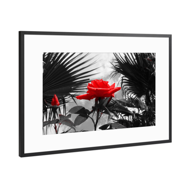 Poster mit Rahmen Schwarz (Metallic) "Ferien Rose rot ck" artboxONE - Natur,Floral,Abstrakt