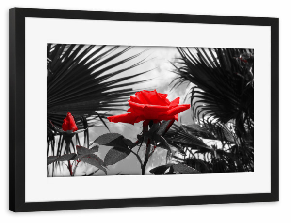 Poster mit Rahmen schwarz "Ferien Rose rot ck" artboxONE - Natur,Floral,Abstrakt