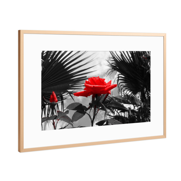 Poster mit Rahmen Kupfer "Ferien Rose rot ck" artboxONE - Natur,Floral,Abstrakt