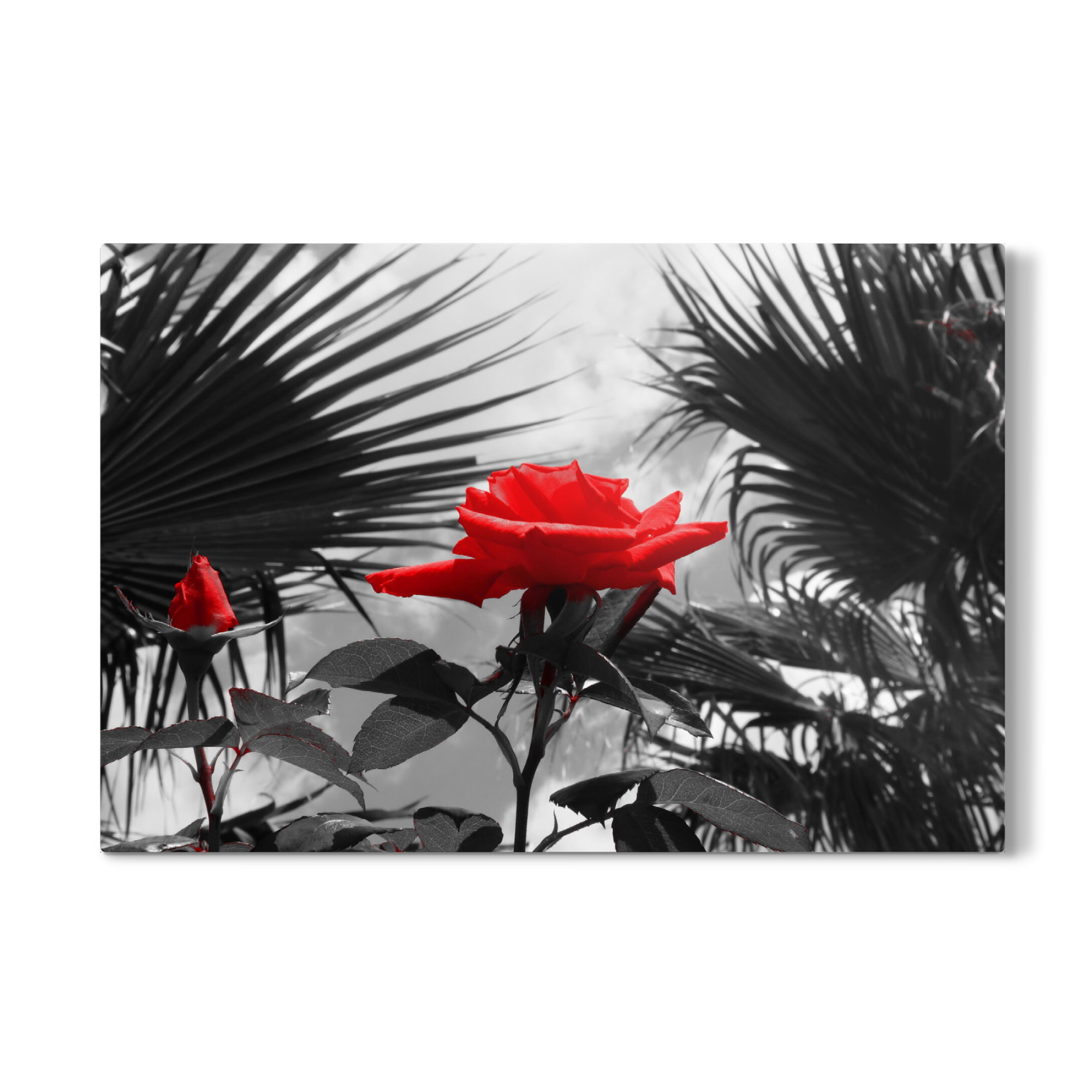 Galerie-Print "Ferien Rose rot ck" 75x50 cm artboxONE