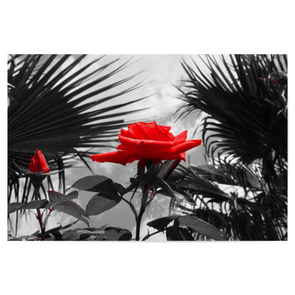 Poster 30x20 cm "Ferien Rose rot ck" artboxONE - Natur,Floral,Abstrakt