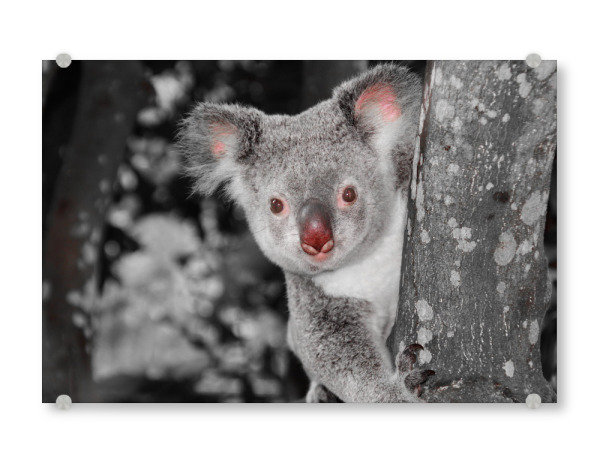 Acrylglasbild "Koala Bär auf Baum ck" artboxONE - Natur,Tiere - Bär,Kualabär,Colorkey,Koala,Tier,Animal,Nature,Natur,Wild,Bear,Cute,Lustig,Baum