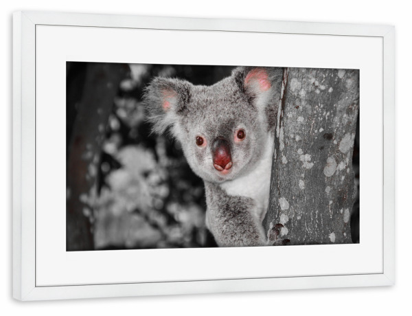 Poster mit Rahmen weiß "Koala Bär auf Baum ck" artboxONE - Natur,Tiere