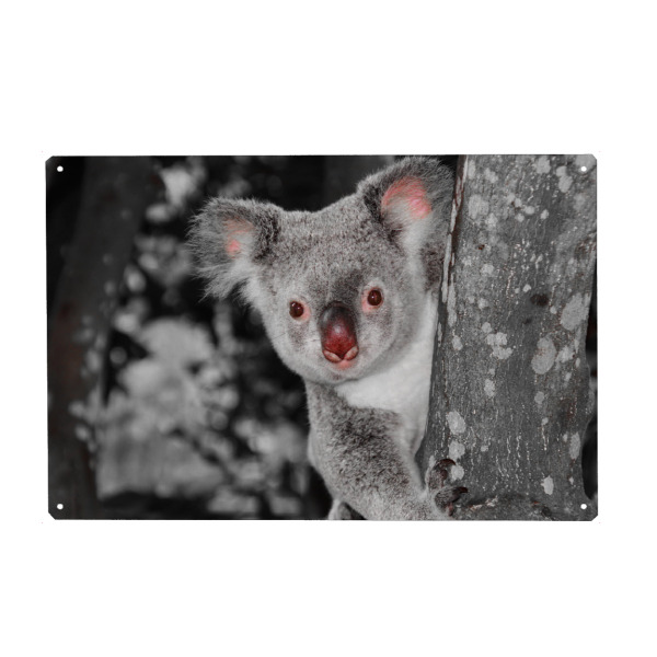 Metall Poster "Koala Bär auf Baum ck" artboxONE - Natur,Tiere - Bär,Kualabär,Colorkey,Koala,Tier,Animal,Nature,Natur,Wild,Bear,Cute,Lustig,Baum