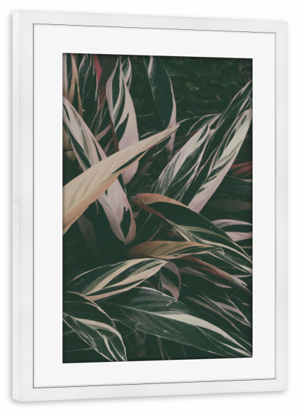 Poster mit Rahmen weiß "Calathea Leaves" artboxONE - Natur,Floral
