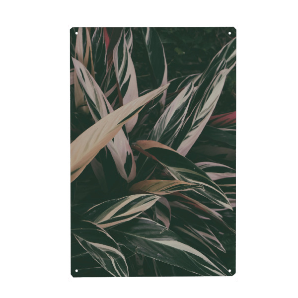 Holzbild "Calathea Leaves" artboxONE - Natur,Floral - Photography,Leaves,Leaf,Calathea,Plant,Garden,Landscaping,Colors,Blätter,Floral,Nature,Natur