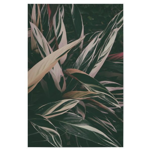 Poster "Calathea Leaves" artboxONE - Natur,Floral - Photography,Leaves,Leaf,Calathea,Plant,Garden,Landscaping,Colors,Blätter,Floral,Nature,Natur