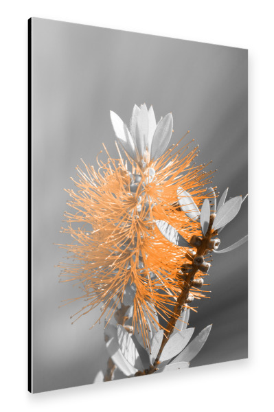 Alu-Dibond "Flaschenbaumblüte ck orange" 30x20 cm artboxONE