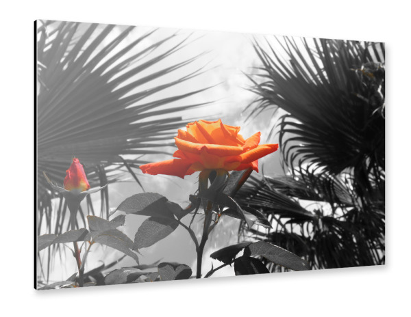 Alu-Dibond "Ferien Rose orange ck" 30x20 cm artboxONE
